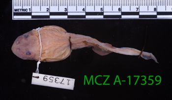 Media type: image;   Herpetology A-17359 Description: Specimen photo;  Aspect: whole body dorsal